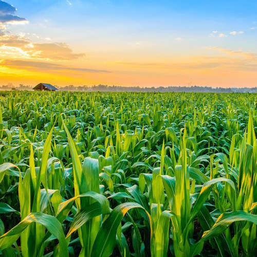 Agriculture